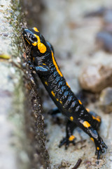 salamander