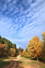 Fototapeta premium dirt road in autumn forest