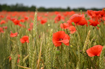 Маковое поле