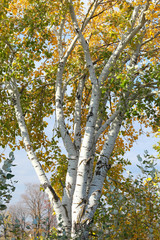 Obraz premium autumn trees