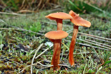 Mushroom laccaria proxima