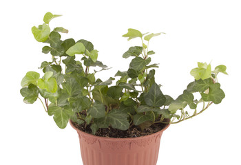 Houseplant ivy