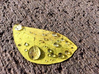 water drops on yellow leaf
