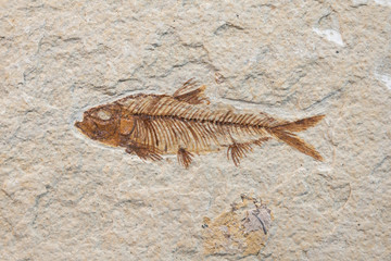 Obraz premium fossil fish