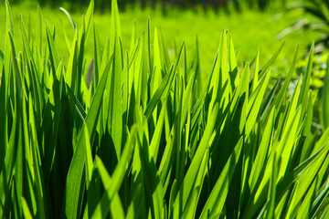 grass leaves lush green