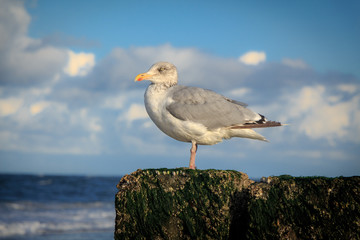 seagull