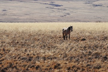 Pferd auf einer Farm in der Namib