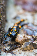 salamander