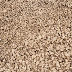 Pile of sugar beets