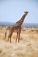 One day of safari in Tanzania - Africa - Giraffe