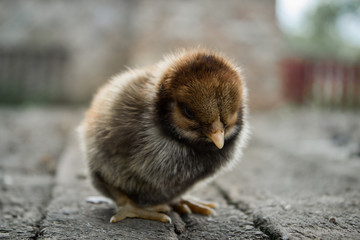 Black little chicken