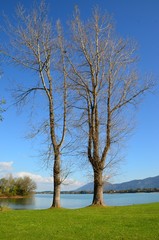 Obraz premium Herbstbäume kahl