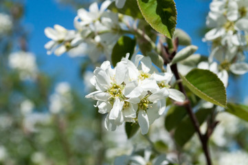 White flowers of apple tree