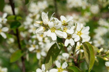 White flowers of apple tree