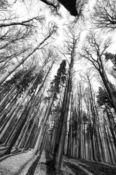 Fototapeta forest - black and white photography