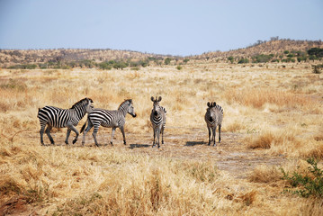 Obraz na płótnie Canvas One day of safari in Tanzania - Africa - Zebras