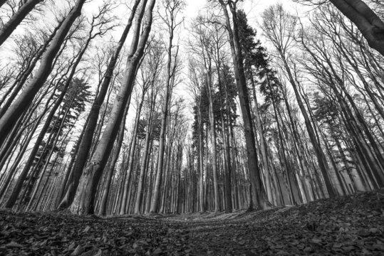 Fototapeta forest - black and white photography