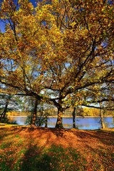 Autumn tree in park.