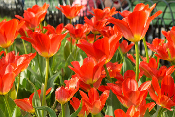 red tulips
