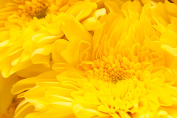 chrysanthemum