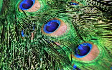 Crédence de cuisine en verre imprimé Paon Peacock feather as a background.
