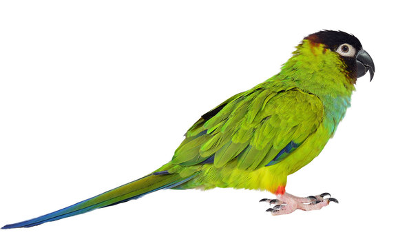 Nanday Conure