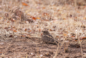 Indian nightjar (Caprimulgus asiaticus)