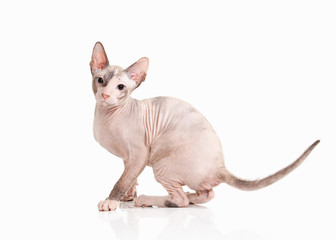 Cat. Don sphynx kitten on white background