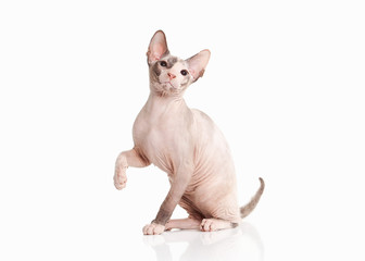 Cat. Don sphynx kitten on white background