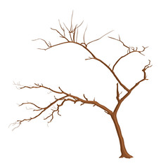 Spring Tree Branches