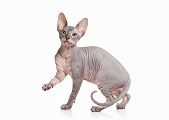 Cat. Don sphynx kitten on white background