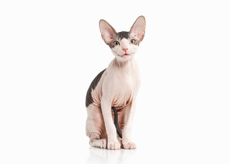 Cat. Don sphynx kitten on white background