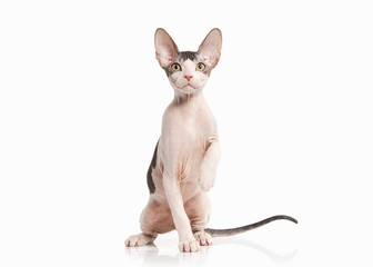 Cat. Don sphynx kitten on white background