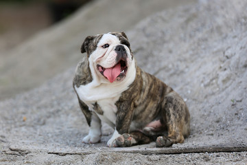 Purebred bulldog