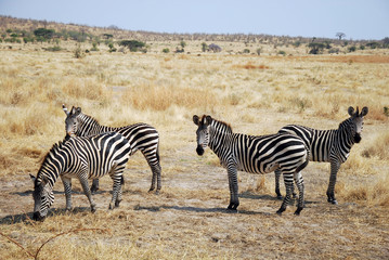 Obraz na płótnie Canvas One day of safari in Tanzania - Africa - Zebras