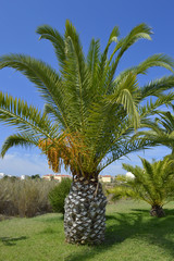 Sago Palm Latin name Cycas revoluta © Peter