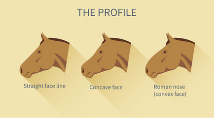 various face lines of a horse with description