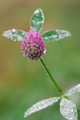 flower of Trifolium