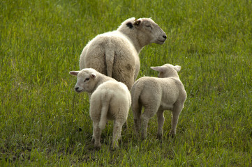 Three Sheeps