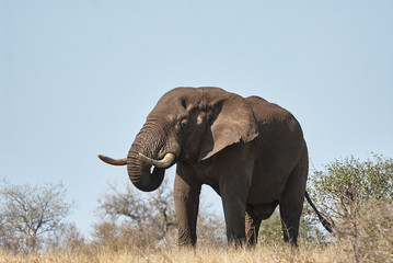 Large male elephant walking in the savannah