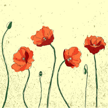 Poppy Vector Illustration