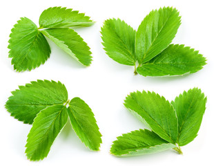Strawberry leaves isolated on white background