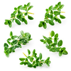 Thyme isolated on white background. Collection - obrazy, fototapety, plakaty