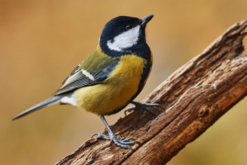 Portrait of a great tit on a branch