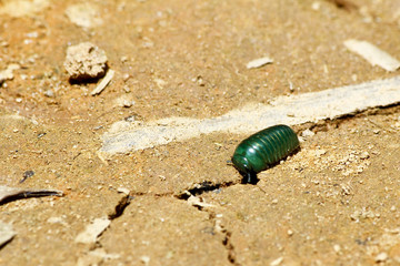 Madagascar emerald pill millipede (Sphaerotheriida)