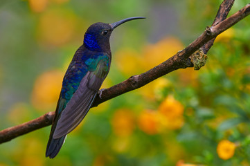 Violet sabrewing male perched on a branch