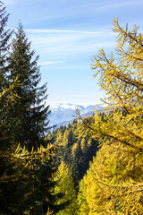 Veduta autunnale nel bosco