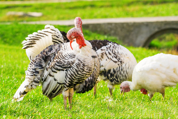 Female Turkey