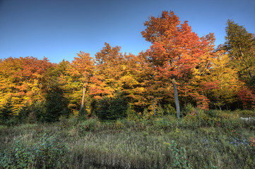Naklejka premium Autumn Trees