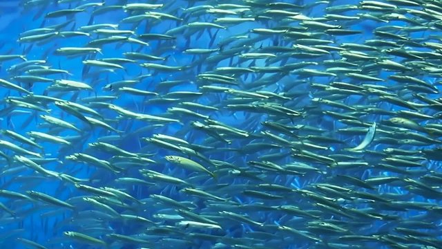 Fisch Schwarm